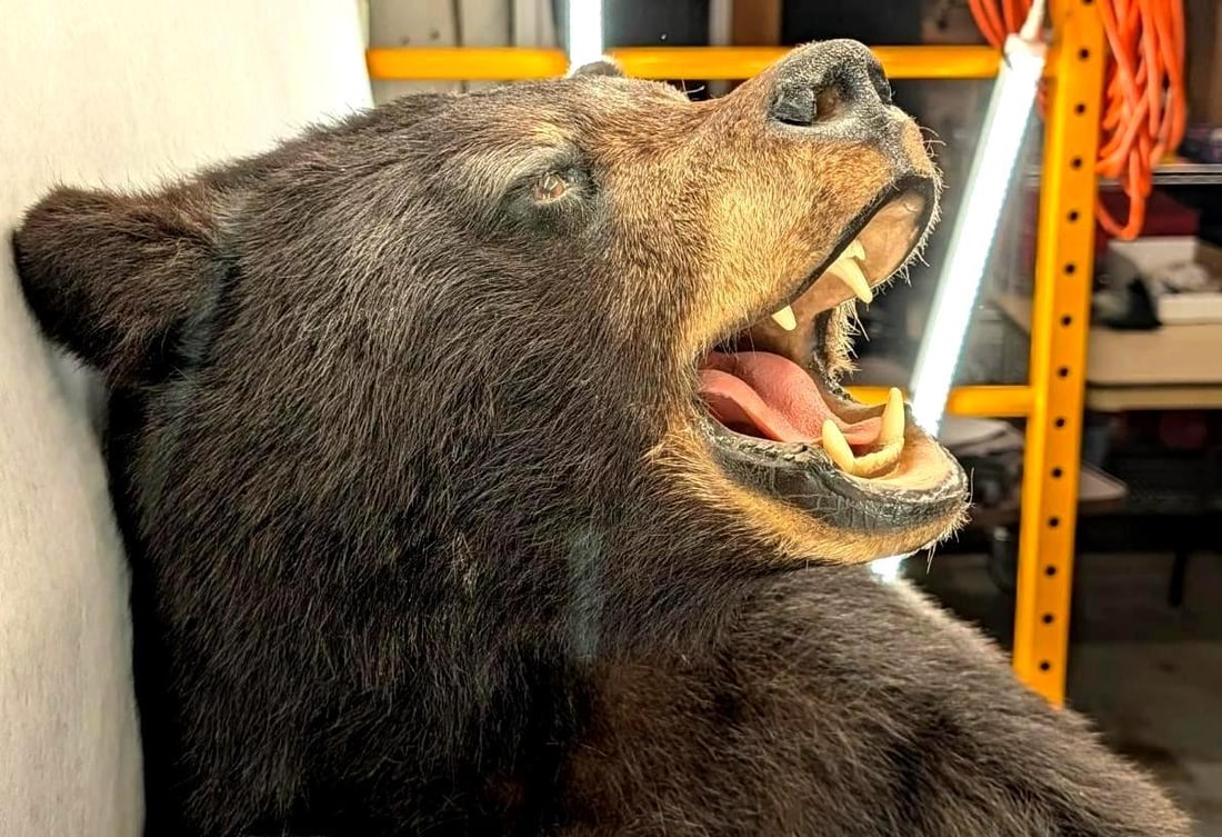 Black Bear Upper Torso Taxidermy Mount - 8