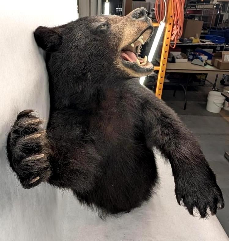 Black Bear Upper Torso Taxidermy Mount - 9