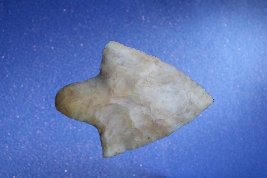 2 1/2 INCH MARION: Pasco Co. Fl. Translucent Chalcedony Chert./ Grades a G-8