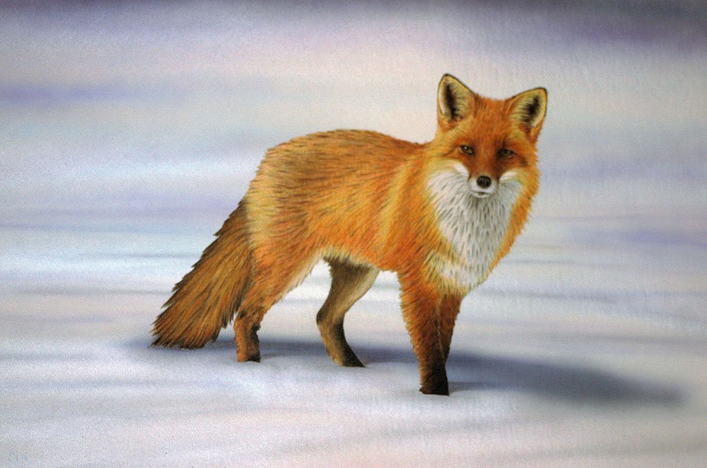 Lucky Encounter, by Michael Brown: Artist: Michael Brown. Title: Lucky Encounter. Size: 20" x 30". Medium: Mixed - Pencil w/ acrylic backdrop. Description: Growing up deep in the Rocky Mountains I realize how special it is to see a fox