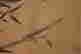 item-131324269=12
