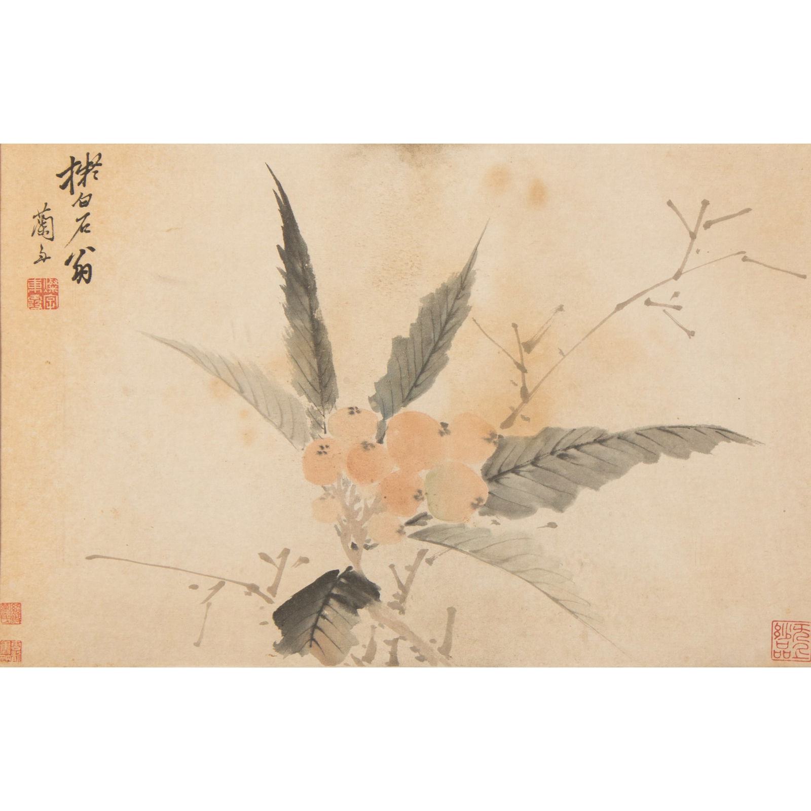 ANONYMOUS (QING DYNASTY) - CHINESE PAINTING OF LOQUAT: Anonymous (Qing dynasty), Chinese painting of Loquat, ink and color on paper, mounted and framed. The painting describes a loquat tree bearing fruits, signature Bai Shi Weng and four seals of artist.