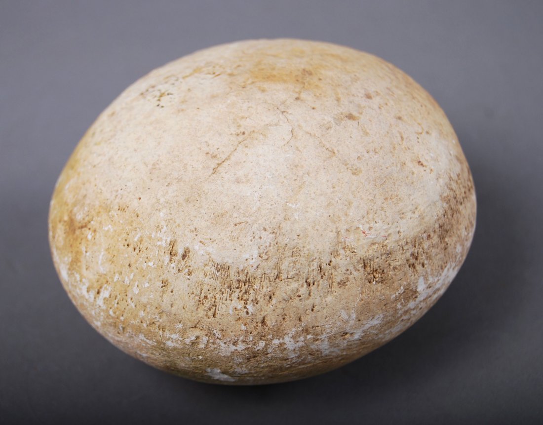Dinosaur Egg: Dinosaur Egg [Height/Length (in)= 4, Width (in)=3.75, Depth (in)=2.75, Weight (lbs)=1.5] With Pangaea Auctions C.O.A.