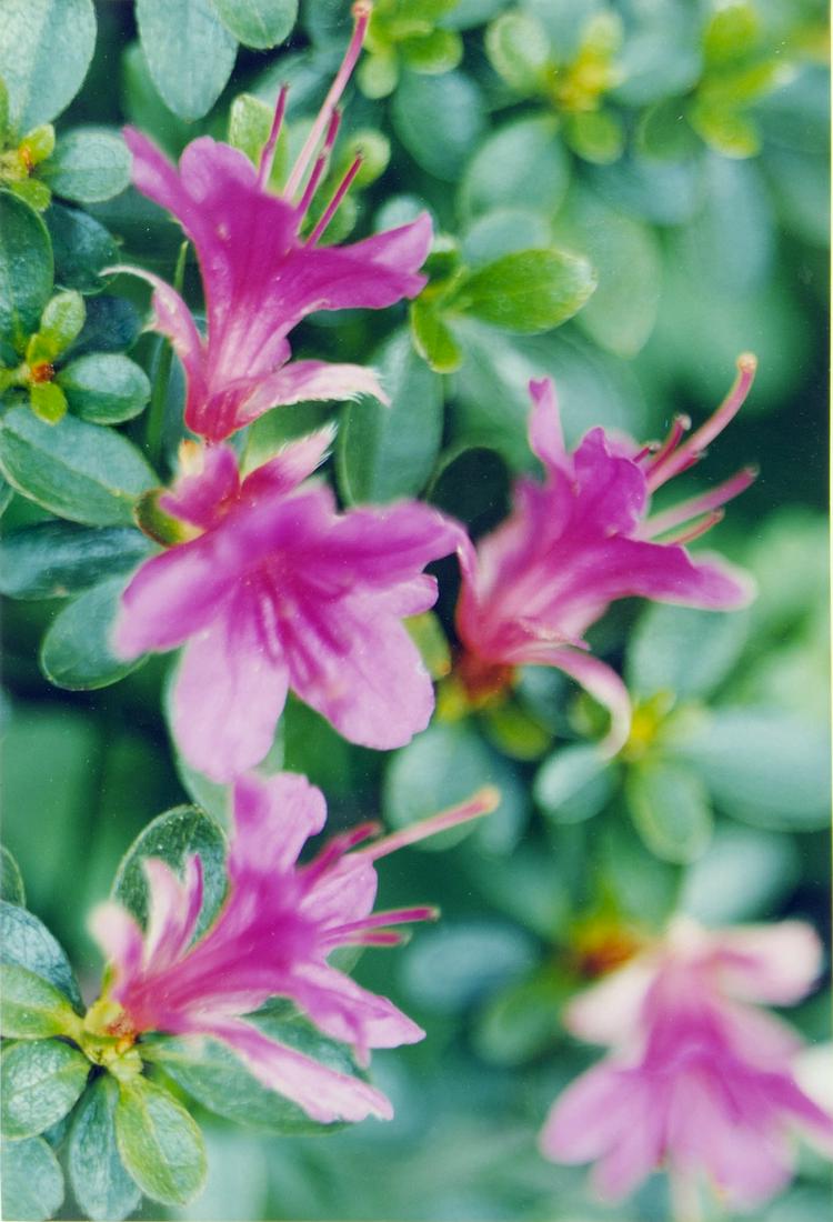 THOMAS STRUTH (1954 Geldern, lebt in Berlin): LÃ¶wenzahnzimmerC-Print auf Kodak Professional-Papier. 2000.23 x 15,6 cm (18 x 24,1 cm). Verso signiert â€žTh. Struthâ€œ und bezeichnet â€ža.(rtistâ€™s) p.(roof)â€œ. Auflage 15