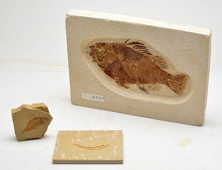 VARIOUS FOSSILS (1 of 1)