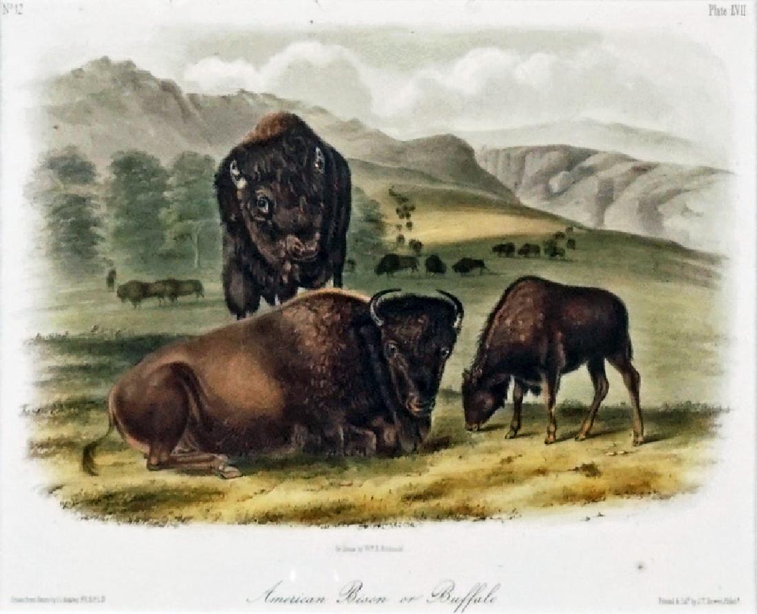 After John James AUDUBON (1785-1851): After John James AUDUBON (1785-1851)"American Bison or Buffalo"Plate LVII, No 12Printed by J.T. Bowen16x20cm - 6.25x8"