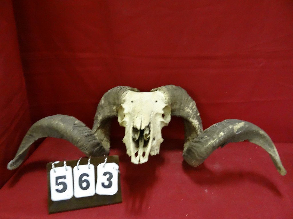 RAM SKULL - WALL MOUNT - 13'' TALL (26 WIDE): RAM SKULL - WALL MOUNT - 13'' TALL (26 WIDE)