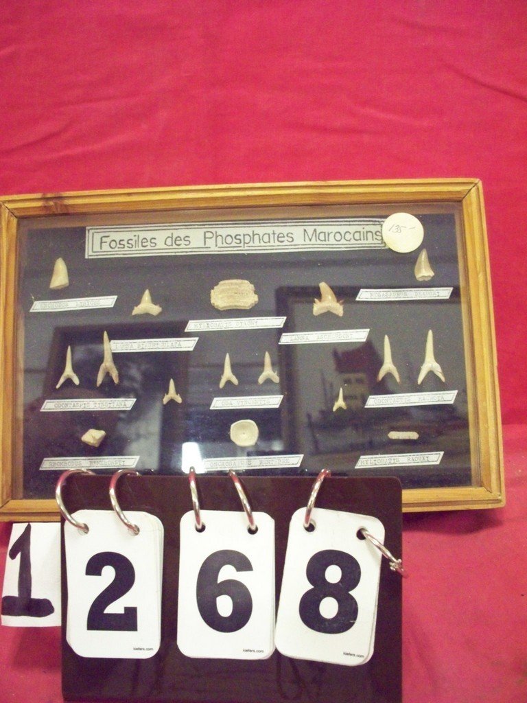 FOSSILES DES PHOSPHATES MAROCAINS - TEETH AND VERTEBRAE: FOSSILES DES PHOSPHATES MAROCAINS - TEETH AND VERTEBRAE - IN SHADOW BOX