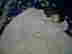item-37900292=5