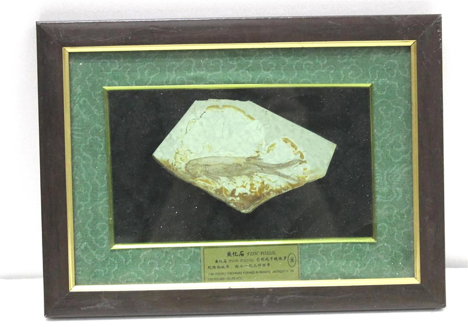 fish fossil: fish fossil