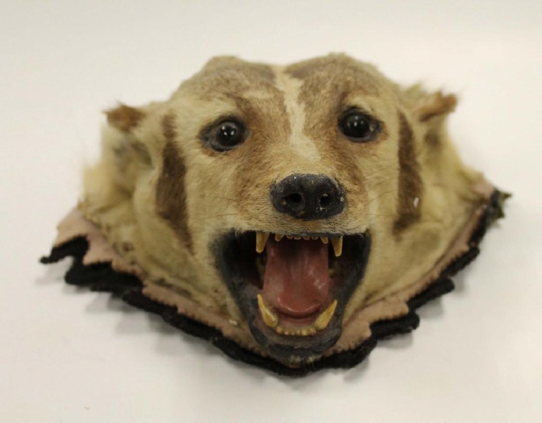 Taxidermied Badger Head Mount: Size:10 1/2"L x 4"H