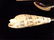 2 PC SEASHELL HANDLE SERVING UTENSILS, IN ORIGNAL BOX, - 3