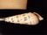 2 PC SEASHELL HANDLE SERVING UTENSILS, IN ORIGNAL BOX, - 5