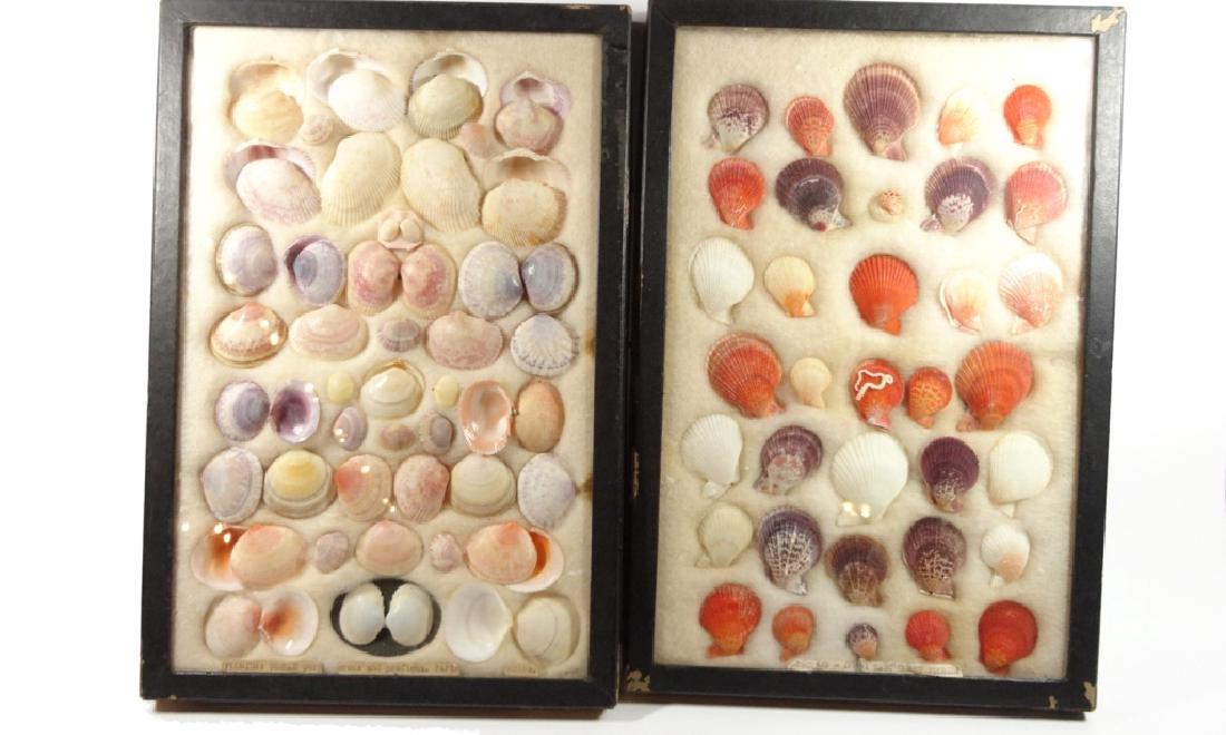 SEA SHELL COLLECTION, APPROX 90 PCS, INCLUDES SEMELE (1 of 13)