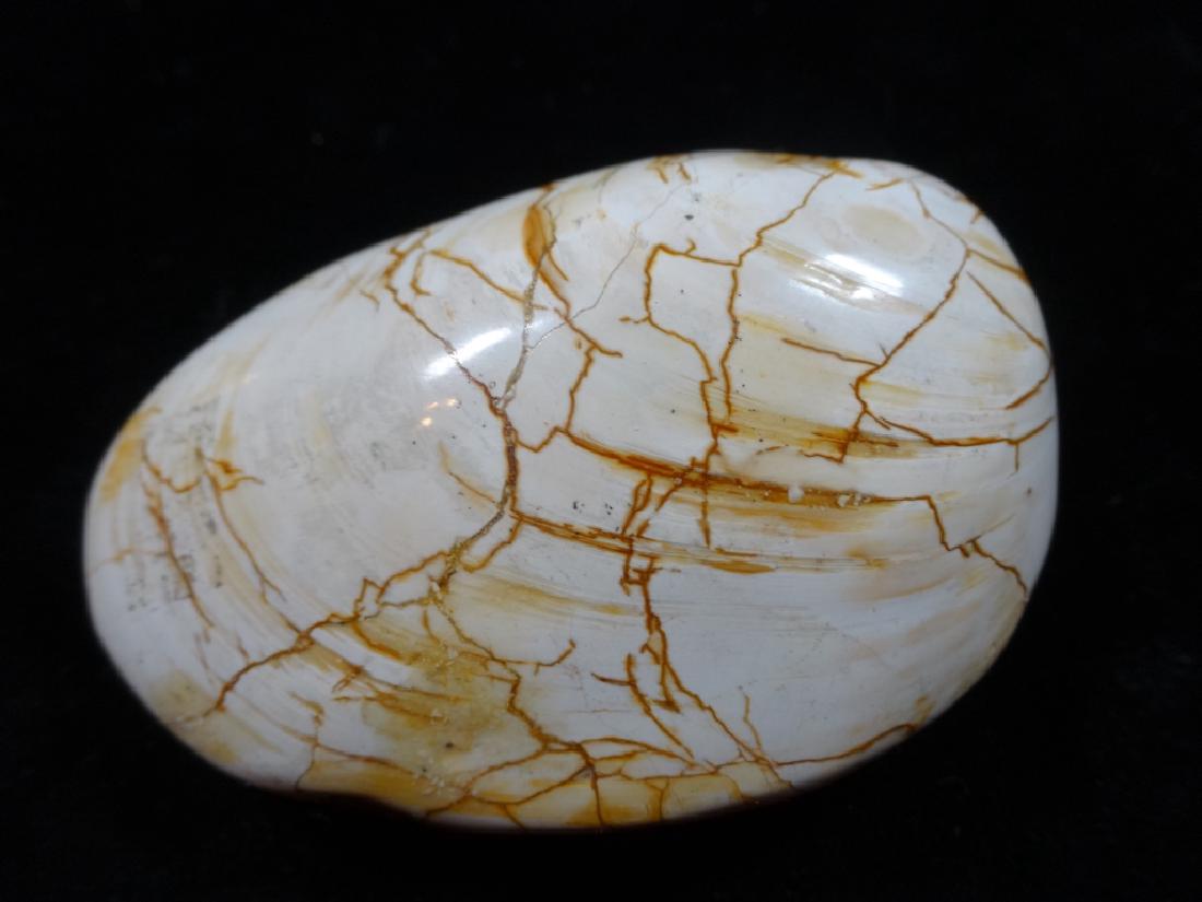 FOSSIL CLAM, APPROX 3" X 2" (1 of 3)