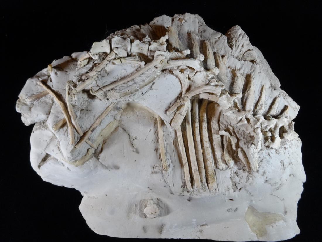 OREODONT FOSSIL, MERYCOIDODON GRACILIS, APPROX 7" X 14" (1 of 5)