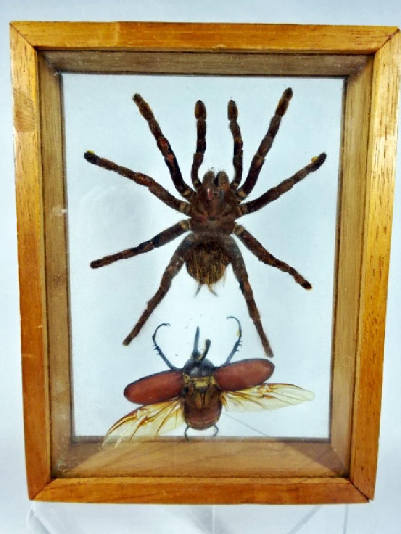 LARGE TAXIDERMY TARANTULA SPIDER AND BEETLE, FRAMED IN (1 of 5)