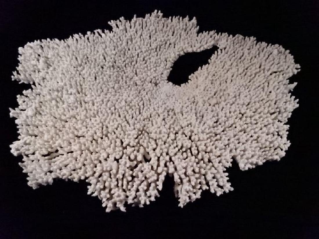 LARGE NATURAL CORAL FORMATION, VERY GOOD CONDITION, 23" (1 of 3)
