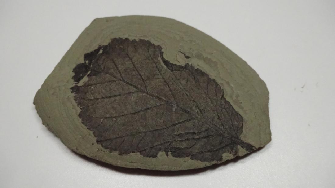 FOSSIL LEAF, TAXODIUM DUBIUM, MIOCENE PERIOD, BREZANKY, (1 of 8)