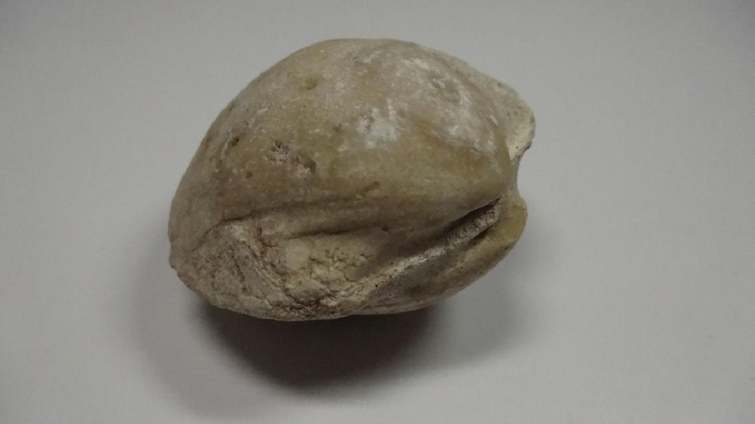FOSSIL CLAM, APPROX 2" X 1.75" X 1.25" (1 of 6)