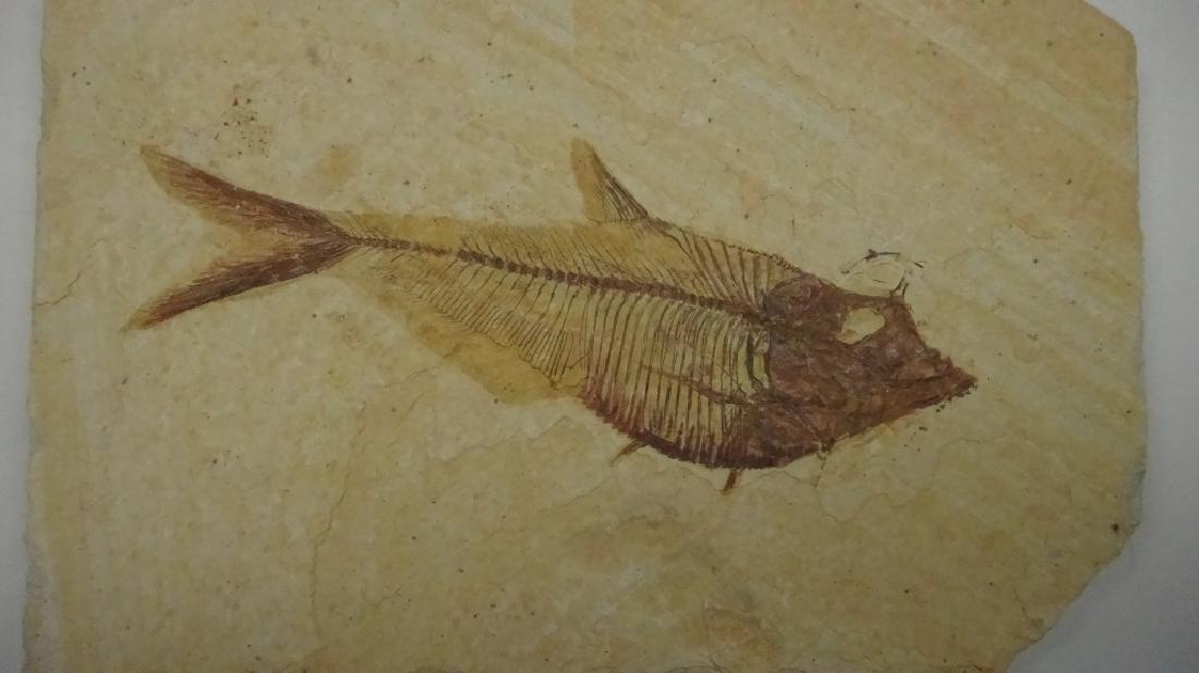 FOSSIL FISH, WARFIELD, WYOMING, APPROX 6.25" X 4.25" (1 of 4)