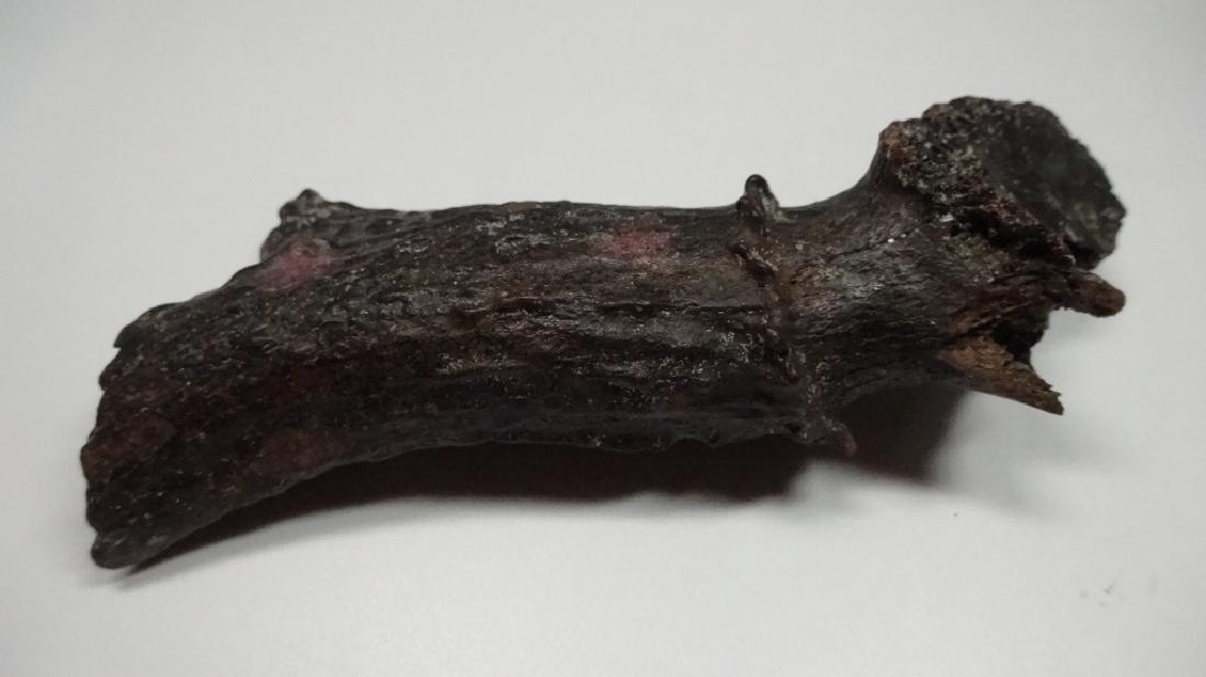 FOSSIL DEER ANTLER, ODOCOILEUS, PLEISTOCENE,: FOSSIL DEER ANTLER, ODOCOILEUS, PLEISTOCENE, WITHLACOOCHEE RIVER, FLORIDA, APPROX 5"L