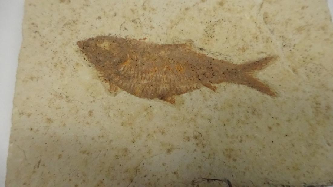 FOSSIL FISH, WARFIELD FOSSIL MINE, WYOMING, APPROX (1 of 3)