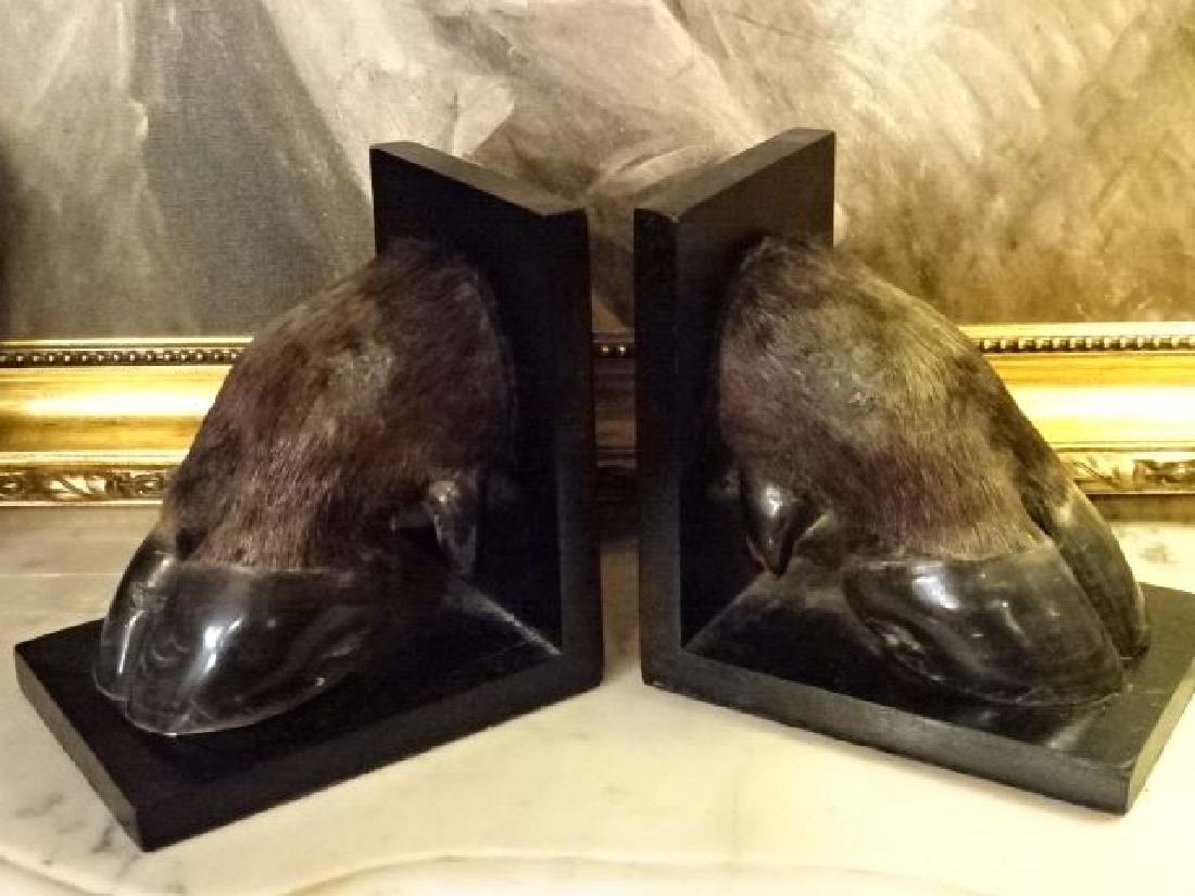 PAIR BUFFALO TAXIDERMY HOOF BOOKENDS, ON WOOD BASES,: PAIR BUFFALO TAXIDERMY HOOF BOOKENDS, ON WOOD BASES, VERY GOOD CONDITION, 8.25" X 8" X 6", SKU596.17