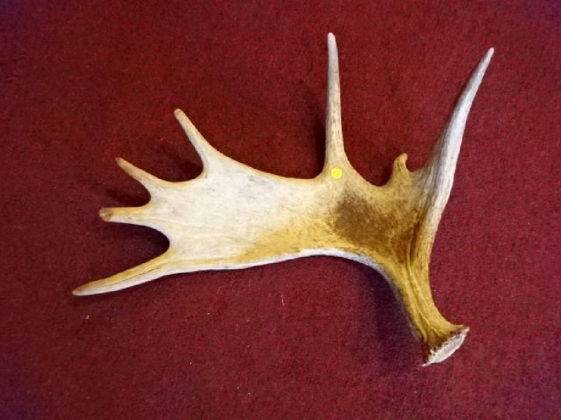 LARGE NATURAL MOOSE ANTLER, 23" X 20", SKU626.06 (1 of 4)
