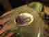 item-17080230=6