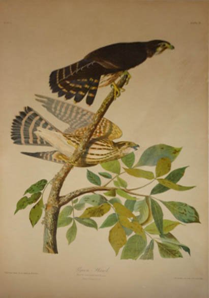 PIGEON HAWK, AFTER JJ AUDUBON, J. BIEN CHROMOLITH.: PIGEON HAWK, AFTER JJ AUDUBON, J. BIEN CHROMOLITH. OVERALL SIZE 21 X 32 1/8". NOTE: PRINT LAID TO BOARD WITH ADHESIVE. SEVERAL TEARS LOWER EDGE. TOP RIGHT, WRINKLES IN THE PAPER AS SHOWN IN PHOTOS. GE