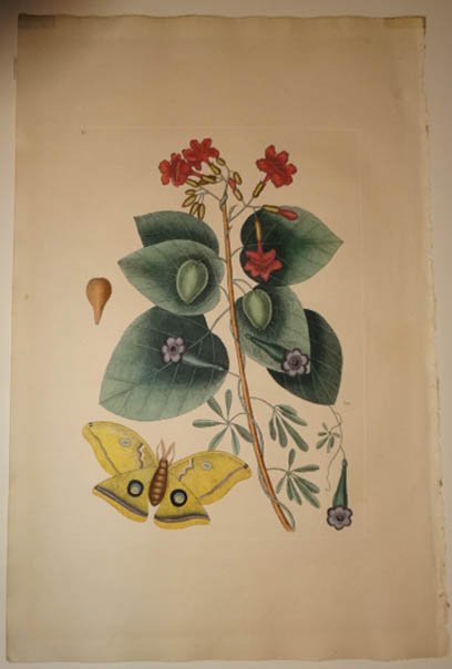 MARK CATESBY HAND COLOURED ORIGINAL ETCHING, POLYPHEMUS: MARK CATESBY HAND COLOURED ORIGINAL ETCHING, POLYPHEMUS MOTH WITH GEIGER TREE MORNING GLORY. FROM THE NATURAL HISTORY OF CAROLINA, FLORIDA AND THE BAHAMA ISLANDS: CONTAINING THE FIGURES OF BIRDS, BEA