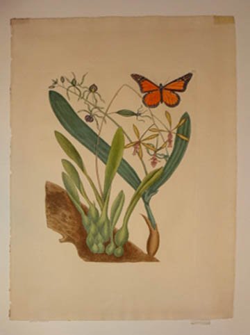 MARK CATESBY HAND COLOURED ORIGINAL ETCHING, MONARCH: MARK CATESBY HAND COLOURED ORIGINAL ETCHING, MONARCH BUTTERFLY WITH ORCHIDS. FROM THE NATURAL HISTORY OF CAROLINA, FLORIDA AND THE BAHAMA ISLANDS: CONTAINING THE FIGURES OF BIRDS, BEASTS, FISHES, SER