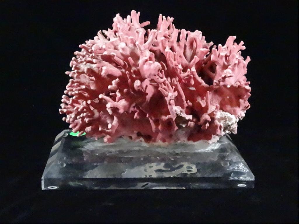 NATURAL CORAL ON LUCITE BASE, 7"X9", SKU 711.7: NATURAL CORAL ON LUCITE BASE, 7"X9", SKU 711.7