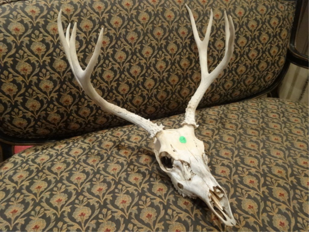 8 POINT DEER SKULL, APPROX 25"W, SKU049: 8 POINT DEER SKULL, APPROX 25"W, SKU049