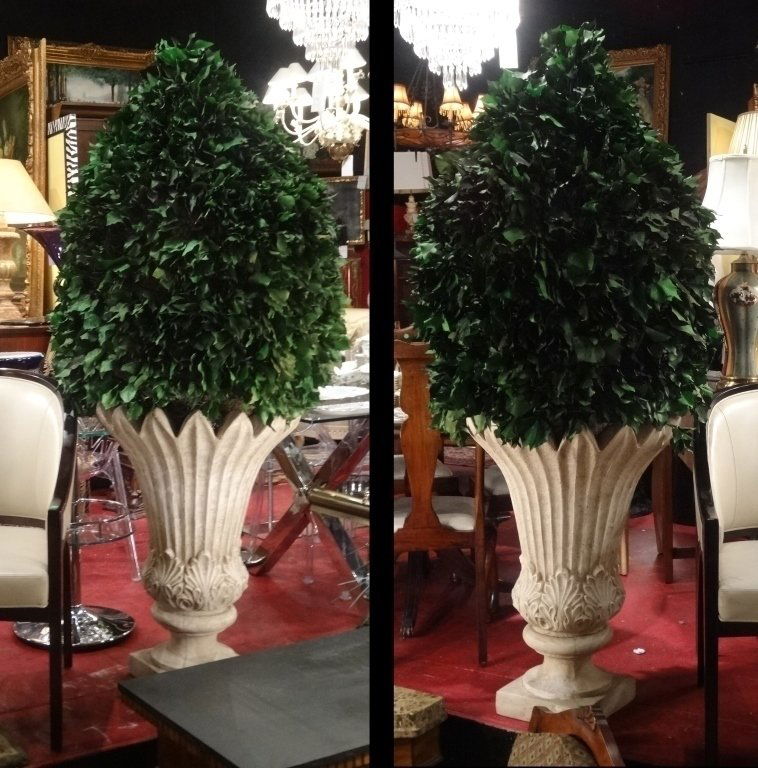 PAIR 6' TALL PRESERVED TOPIARIES IN CEMENT PLANTERS, (1 of 7)