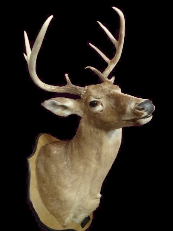 TAXIDERMY MOUNTED 8 POINT BUCK HEAD, 42" X 19",: TAXIDERMY MOUNTED 8 POINT BUCK HEAD, 42" X 19", SKU932.10