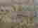 item-42425535=5