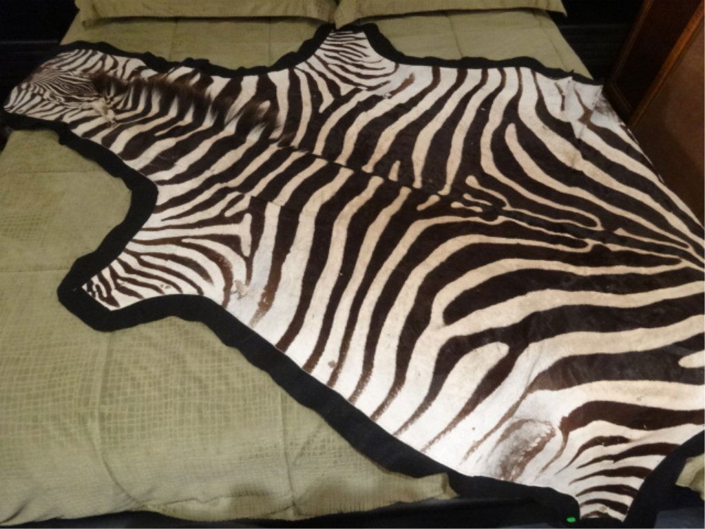 LARGE NATURAL ZEBRA HIDE RUG WITH HEAD AND TAIL, VERY (1 of 6)