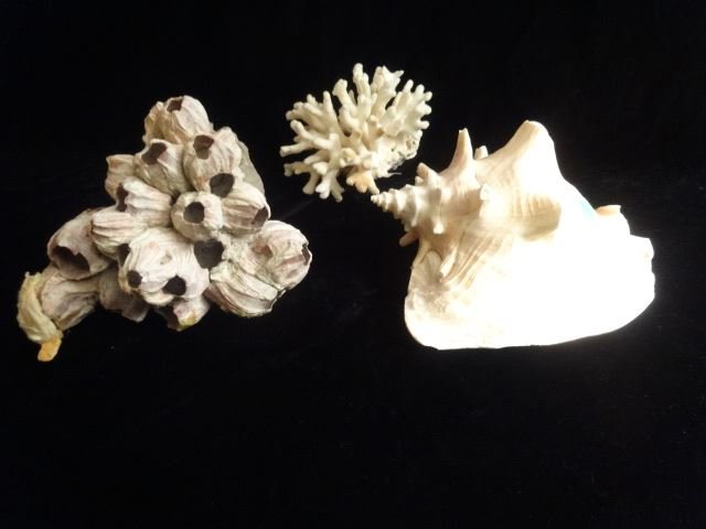 3 PC CORAL AND CONCH SHELL GROUP, LARGEST APPROX 8" (1 of 4)