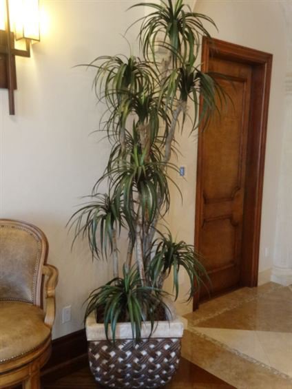 LARGE FAUX DRACAENA TREE WITH WOOD TRUNKS, IN WICKER (1 of 4)