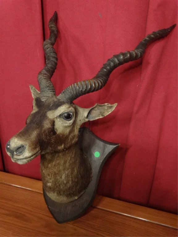 TAXIDERMY ANTELOPE HEAD MOUNT, VERY GOOD CONDITION, (1 of 6)