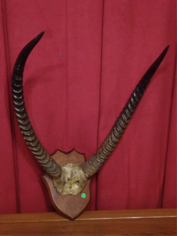 TAXIDERMY ANTELOPE HORN MOUNT, VERY GOOD CONDITION, (1 of 5)