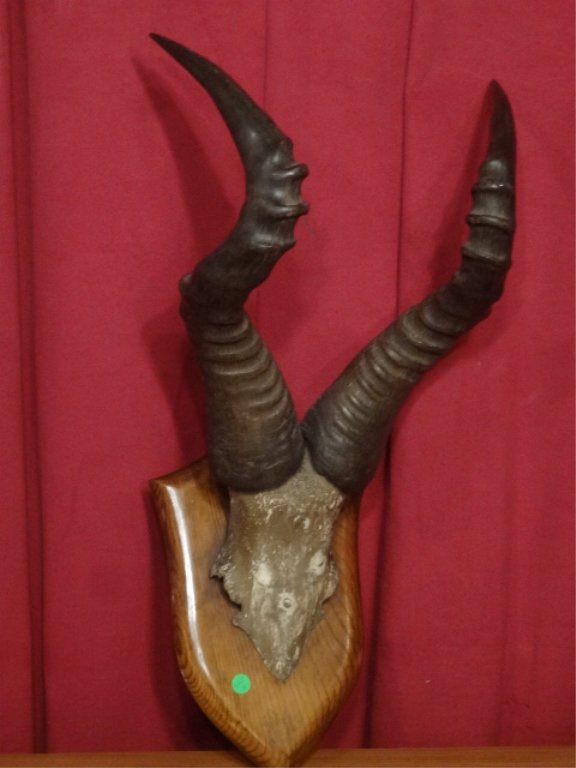 TAXIDERMY ANTELOPE HORN MOUNT, VERY GOOD CONDITION, (1 of 4)
