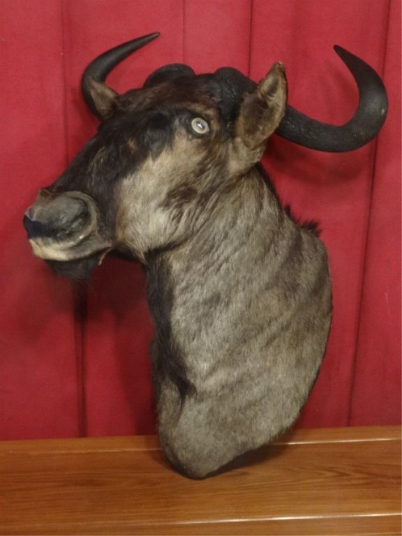 TAXIDERMY WILDEBEEST HEAD MOUNT, VERY GOOD CONDITION, A (1 of 5)