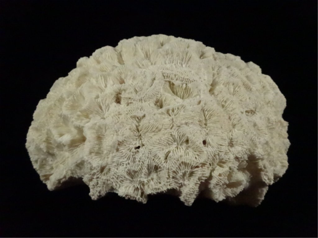NATURAL WHITE CORAL, APPROX 10" X 7.5" X 5": NATURAL WHITE CORAL, APPROX 10" X 7.5" X 5"