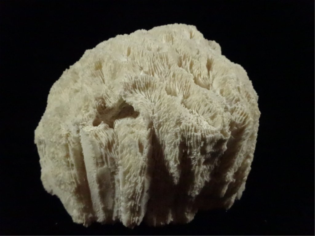 NATURAL WHITE CORAL, APPROX 5.5" X 6.5" X 5": NATURAL WHITE CORAL, APPROX 5.5" X 6.5" X 5"