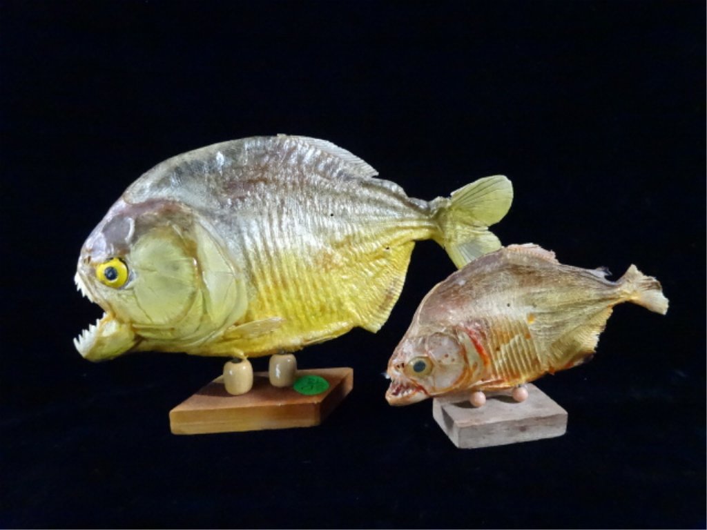 2 TAXIDERMY PIRANHA FISH, LARGEST APPROX 6.25" X 9": 2 TAXIDERMY PIRANHA FISH, LARGEST APPROX 6.25" X 9"