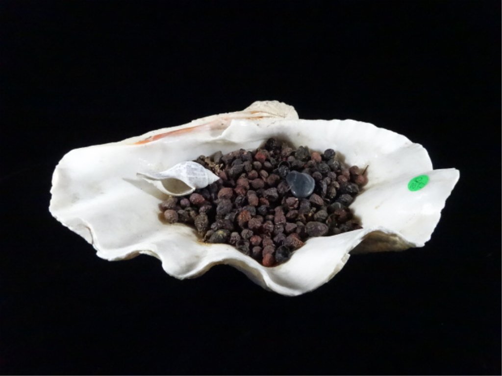 LARGE NATURAL SHELL, FILLED WITH POTPOURRI, APPROX 14"W (1 of 4)