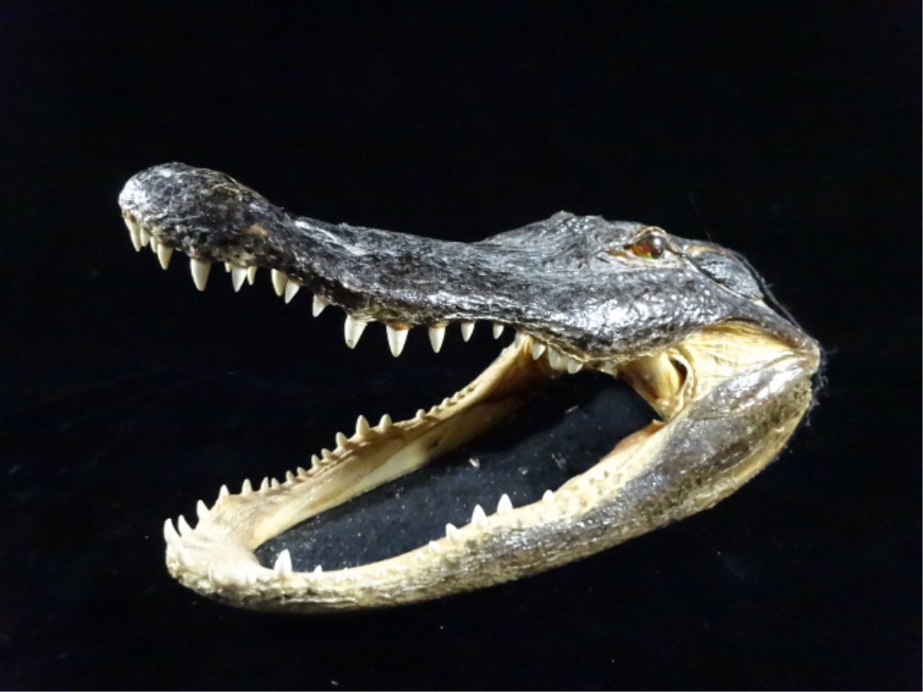 TAXIDERMY ALLIGATOR HEAD, APPROX 12"L (1 of 4)
